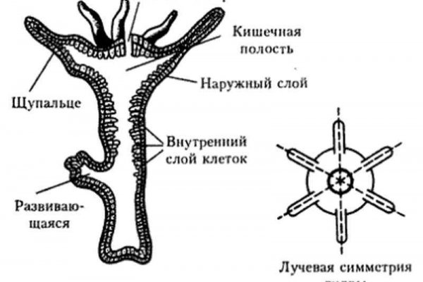 Купон кракен даркнет